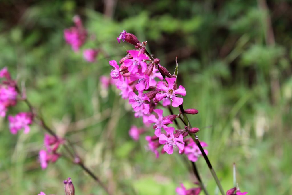 Lychnis viscaria?